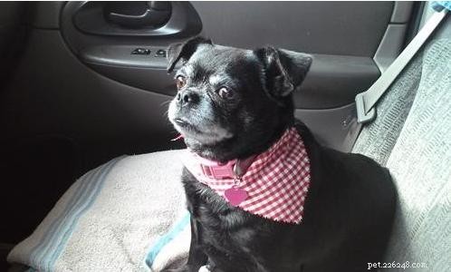 October Wisdom Panel DNA Test Surprises: Unexpected Breed Results Explained