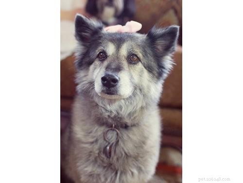 October Wisdom Panel DNA Test Surprises: Unexpected Breed Results Explained