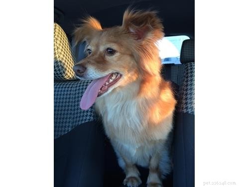 October Wisdom Panel DNA Test Surprises: Unexpected Breed Results Explained