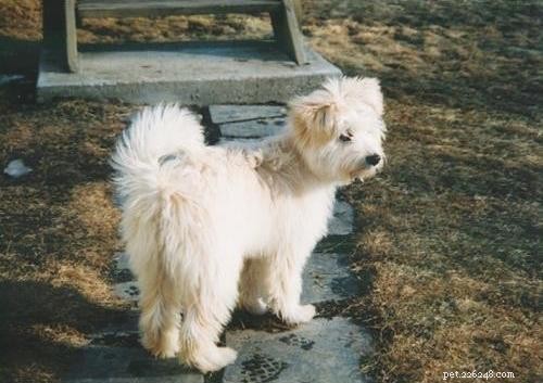 October Wisdom Panel DNA Test Surprises: Unexpected Breed Results Explained