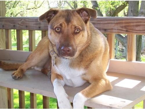 October Wisdom Panel DNA Test Surprises: Unexpected Breed Results Explained