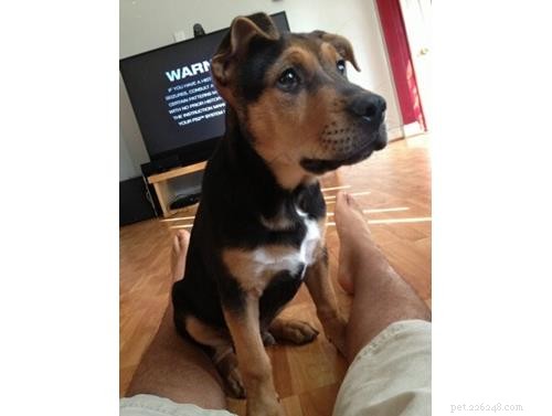 October Wisdom Panel DNA Test Surprises: Unexpected Breed Results Explained