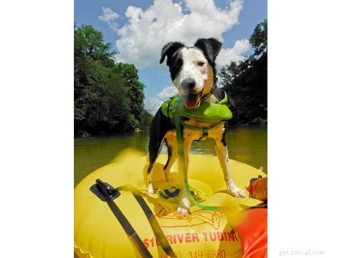 October Wisdom Panel DNA Test Surprises: Unexpected Breed Results Explained