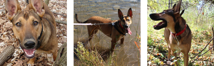 Why I Only Own One Dog: A Commitment to My Loyal Companion