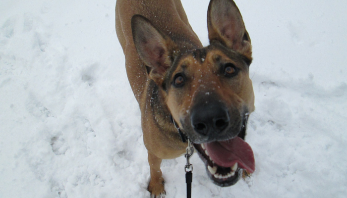 Why Dogs Remain Our Most Loyal Friends—and How to Honor Their Commitment