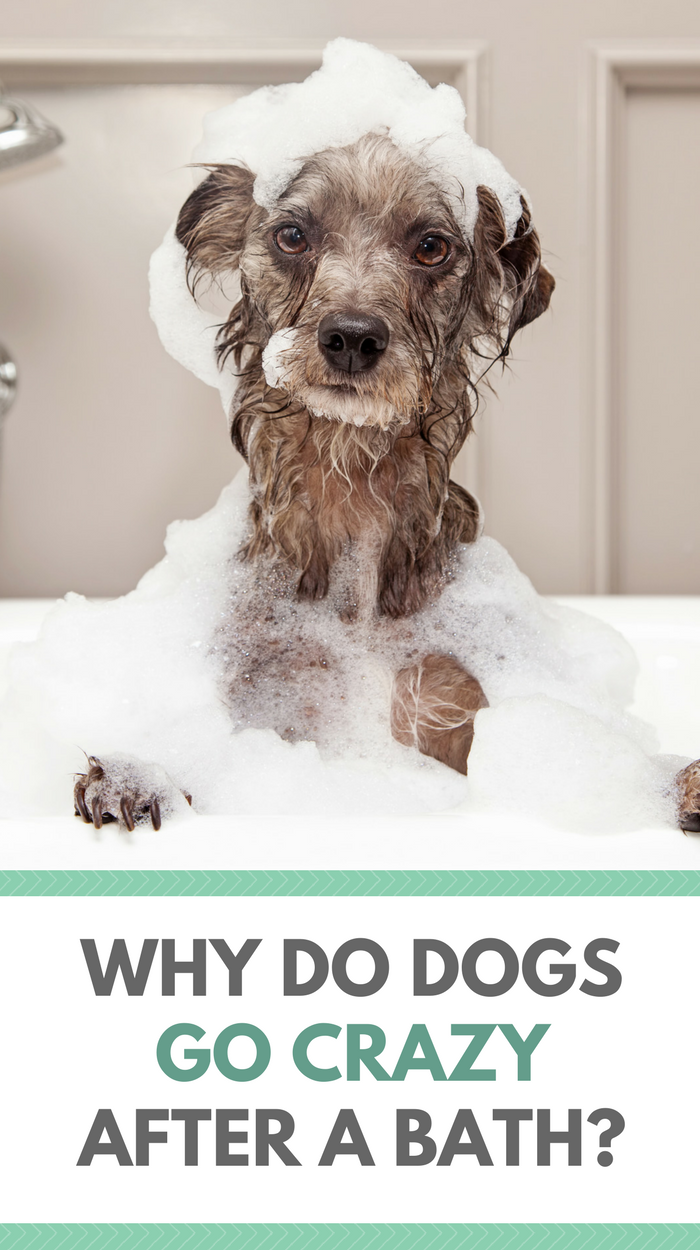 Why Dogs Exhibit Post-Bath Energy Surges