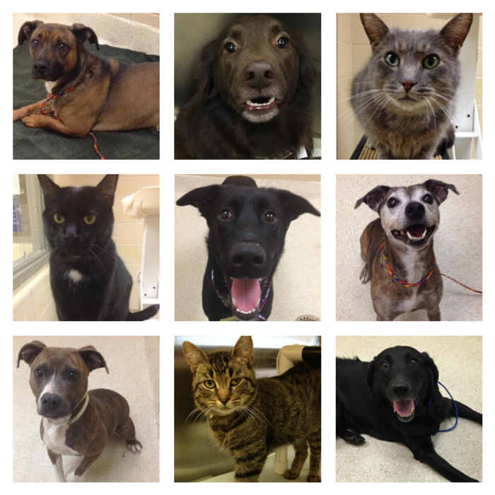Kent County Animal Shelter Removes Adoption Fees Through Year-End to Increase Pet Adoption
