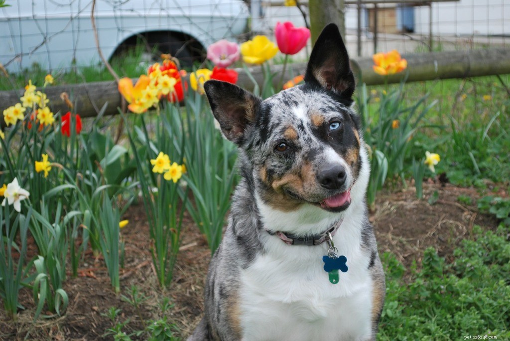New Study Reveals How Dogs Decode Human Speech