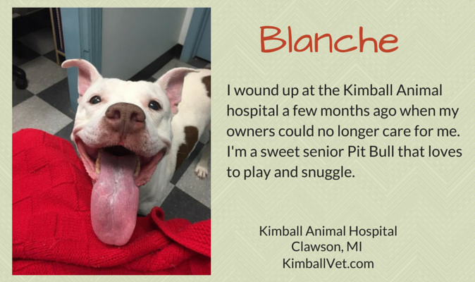 Meet 7 Gorgeous Senior Dogs Ready for Adoption