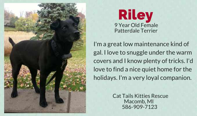 Meet 7 Gorgeous Senior Dogs Ready for Adoption