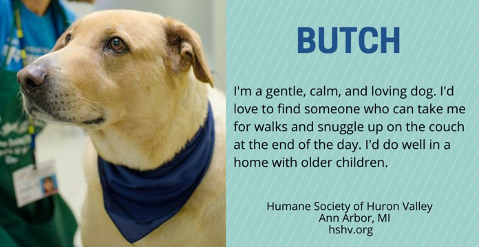 Meet 7 Gorgeous Senior Dogs Ready for Adoption