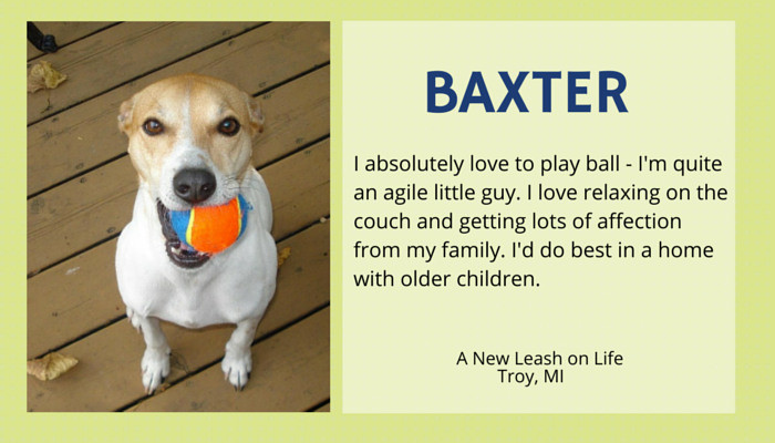 Meet 7 Gorgeous Senior Dogs Ready for Adoption