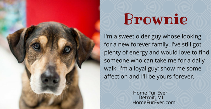Meet 7 Gorgeous Senior Dogs Ready for Adoption