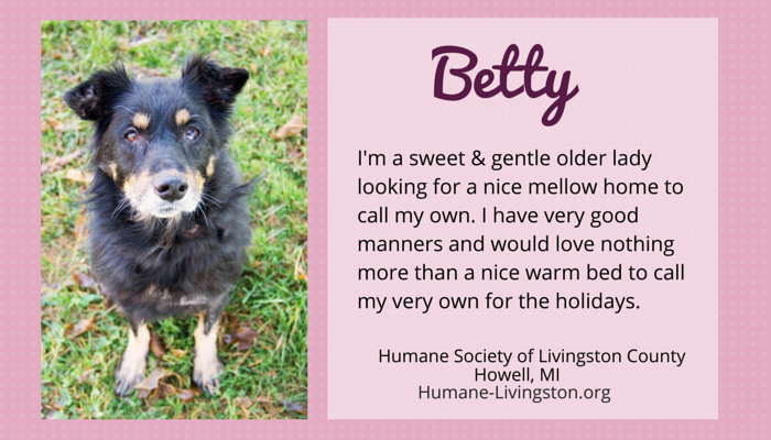 Meet 7 Gorgeous Senior Dogs Ready for Adoption