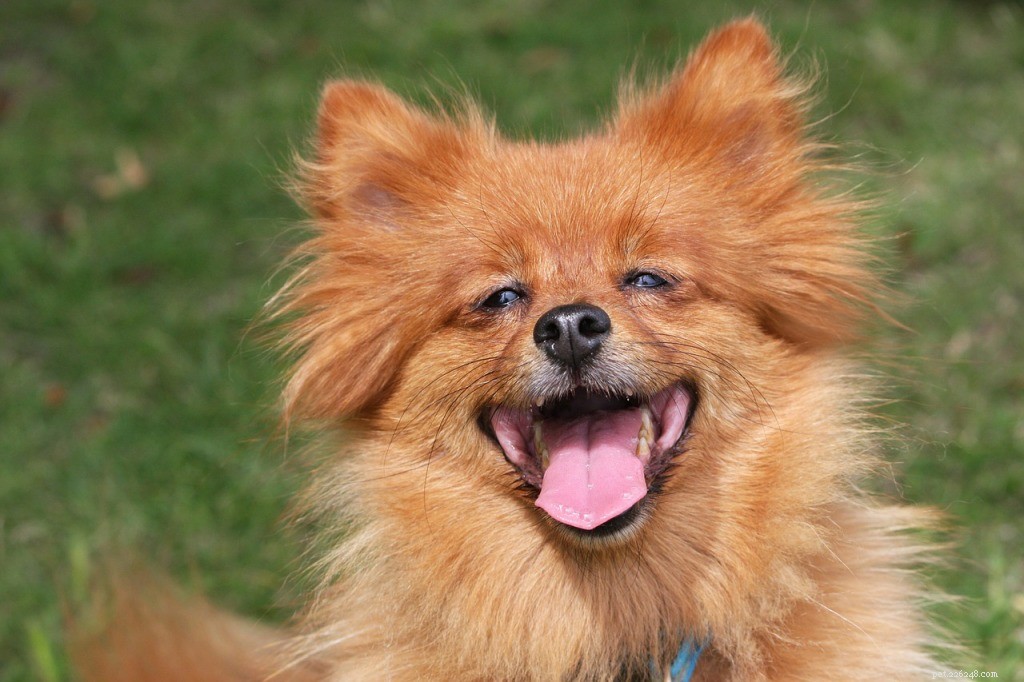 Holiday Gift Guide: Top Deals, Savings & Coupons for Your Dog