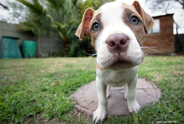 The Ultimate Guide to Judging Dogs and Their Owners
