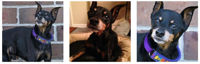 Duke: 12-Year-Old Miniature Pinscher Adopted, Seeking a Loving Home