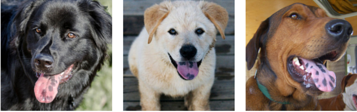 What Causes Spotty Tongues in Dogs? Myth vs. Reality