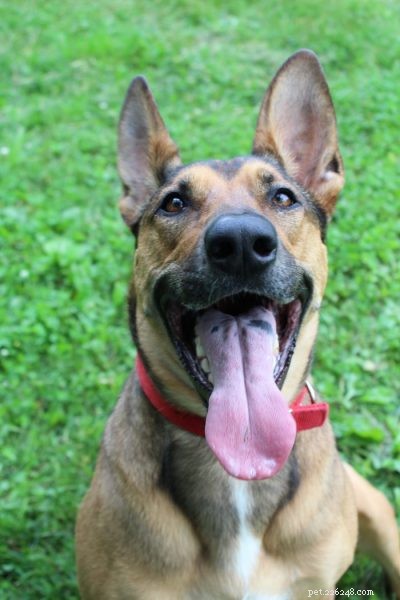 What Causes Spotty Tongues in Dogs? Myth vs. Reality
