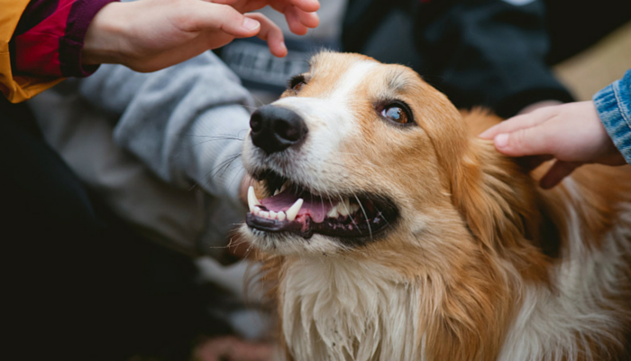 10 Expert Tips to Keep Your Kids Safe from Dog Bites