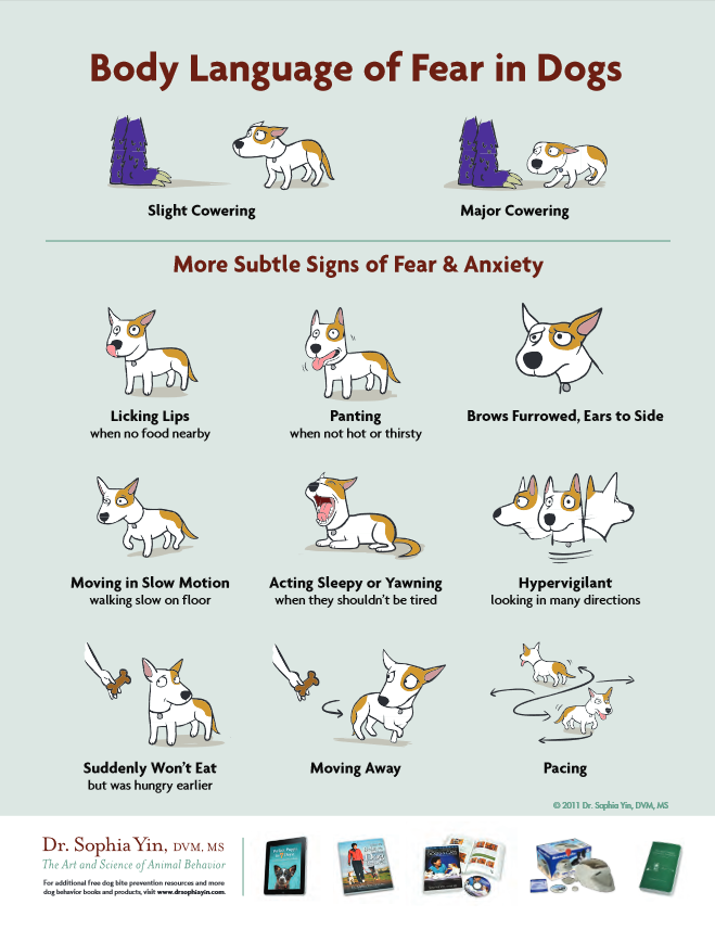 10 Expert Tips to Keep Your Kids Safe from Dog Bites