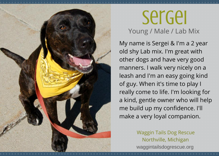 Discover 10 Adoptable Labs in Michigan – Find Your Loyal Companion Today