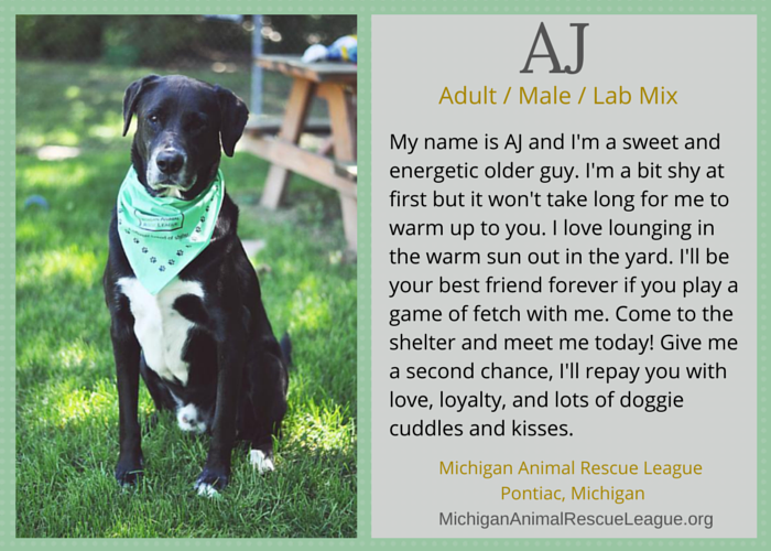 Discover 10 Adoptable Labs in Michigan – Find Your Loyal Companion Today