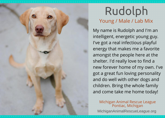 Discover 10 Adoptable Labs in Michigan – Find Your Loyal Companion Today
