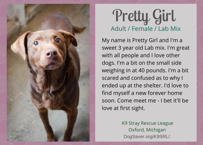 Discover 10 Adoptable Labs in Michigan – Find Your Loyal Companion Today