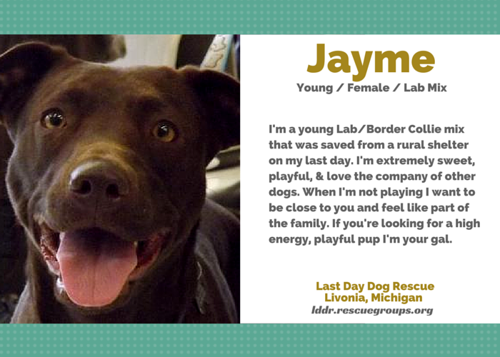 Discover 10 Adoptable Labs in Michigan – Find Your Loyal Companion Today