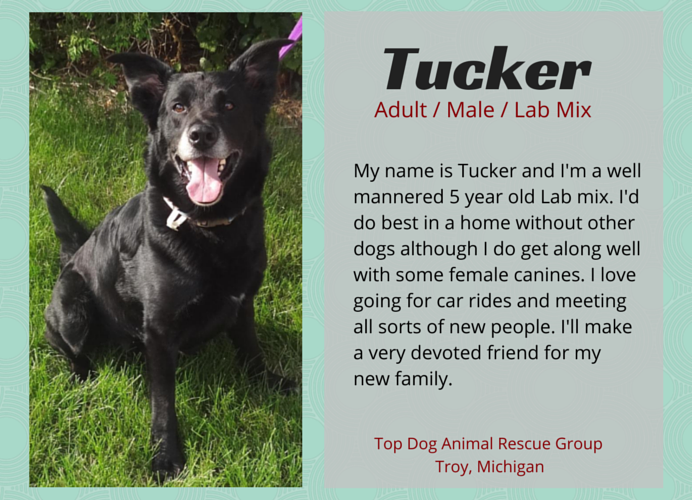 Discover 10 Adoptable Labs in Michigan – Find Your Loyal Companion Today