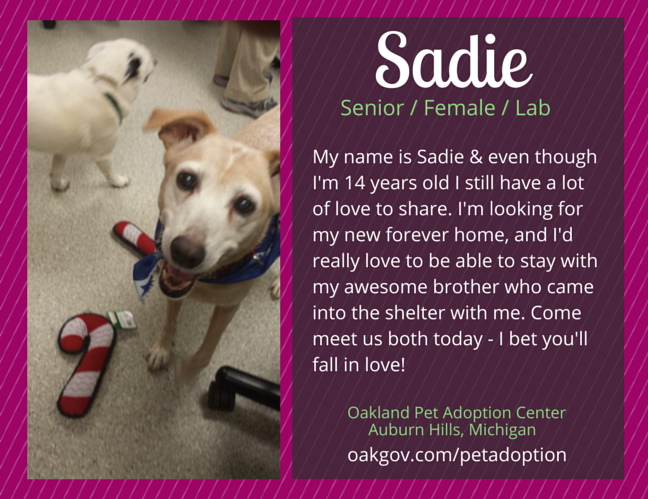 Discover 10 Adoptable Labs in Michigan – Find Your Loyal Companion Today