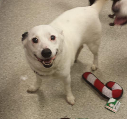 Discover 10 Adoptable Labs in Michigan – Find Your Loyal Companion Today