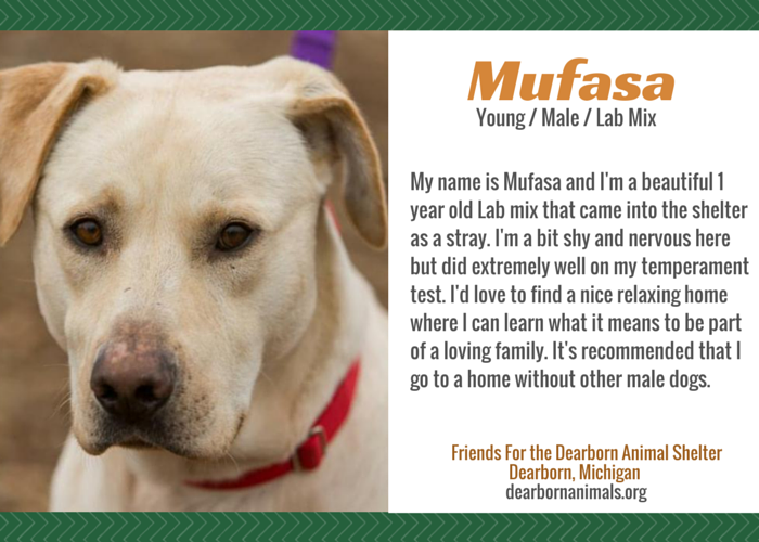 Discover 10 Adoptable Labs in Michigan – Find Your Loyal Companion Today
