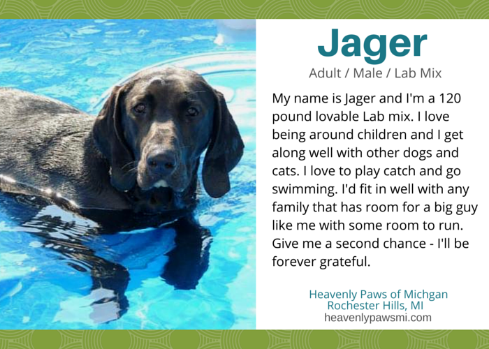 Discover 10 Adoptable Labs in Michigan – Find Your Loyal Companion Today