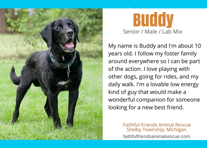 Discover 10 Adoptable Labs in Michigan – Find Your Loyal Companion Today