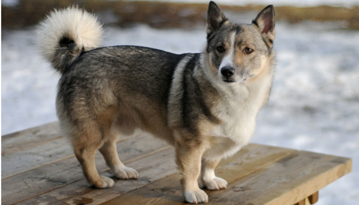 New Dog Gene Mutation Offers Hope for Human Blindness Treatments