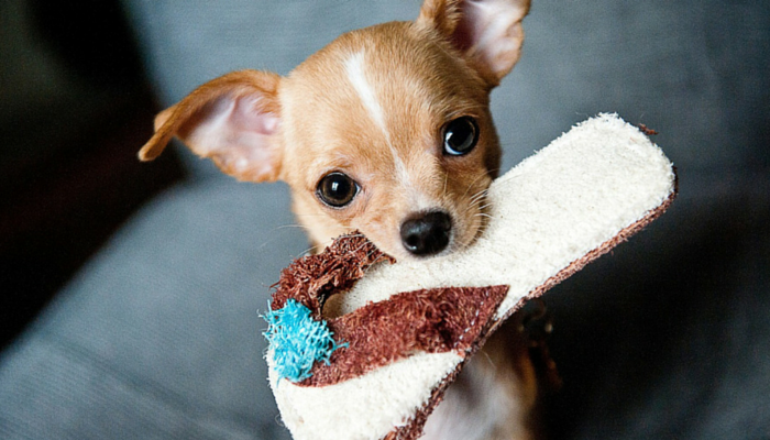 Why Dogs Steal Laundry (and How to Stop It)