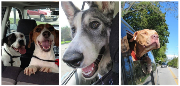 2014’s Top 3 Must‑Read Puppy Blog Posts