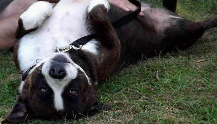 Cookie & Gracie: Heartwarming Adoptable Dogs Ready for New Homes