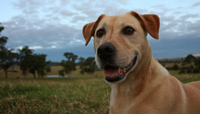 Why Play Is Essential for Your Dog’s Health and Happiness