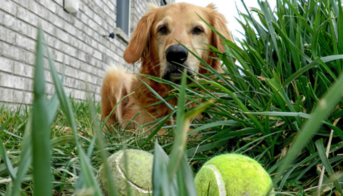 Why Play Is Essential for Your Dog’s Health and Happiness