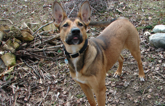 Daily Gratitude: How My Dog Brings Joy to Every Homecoming