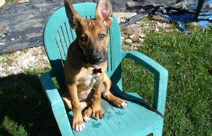 Daily Gratitude: How My Dog Brings Joy to Every Homecoming