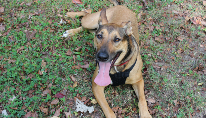 Daily Gratitude: How My Dog Brings Joy to Every Homecoming