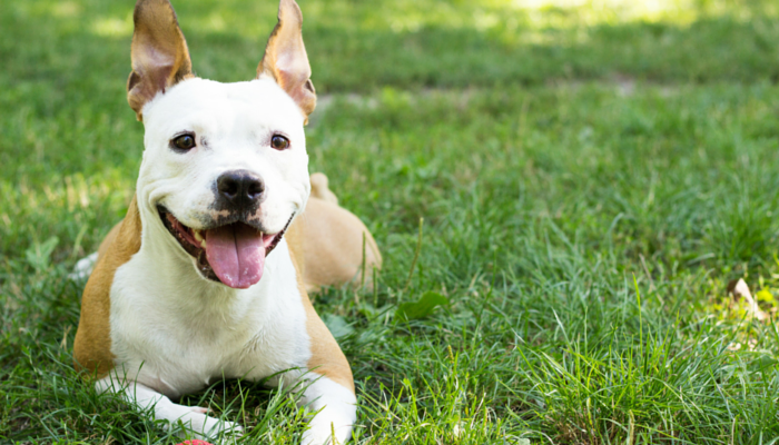 Why Dogs Love Sunbathing: The Science Behind Their Cozy Sun Spots