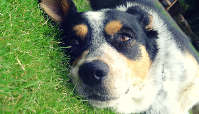 Why Dogs Love Sunbathing: The Science Behind Their Cozy Sun Spots