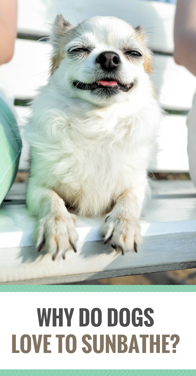 Why Dogs Love Sunbathing: The Science Behind Their Cozy Sun Spots