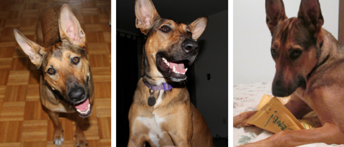 Do Dogs Deserve to Earn Affection? Examining the  Nothing in Life is Free  Approach