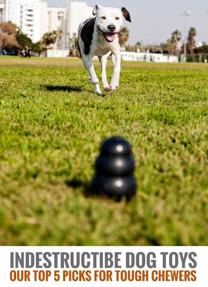 7 Indestructible Dog Toys That Withstand Even the Toughest Chews